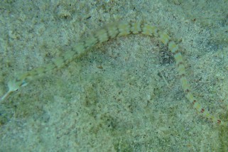 Corythoichthys schultzi - Schultzes Seenadel